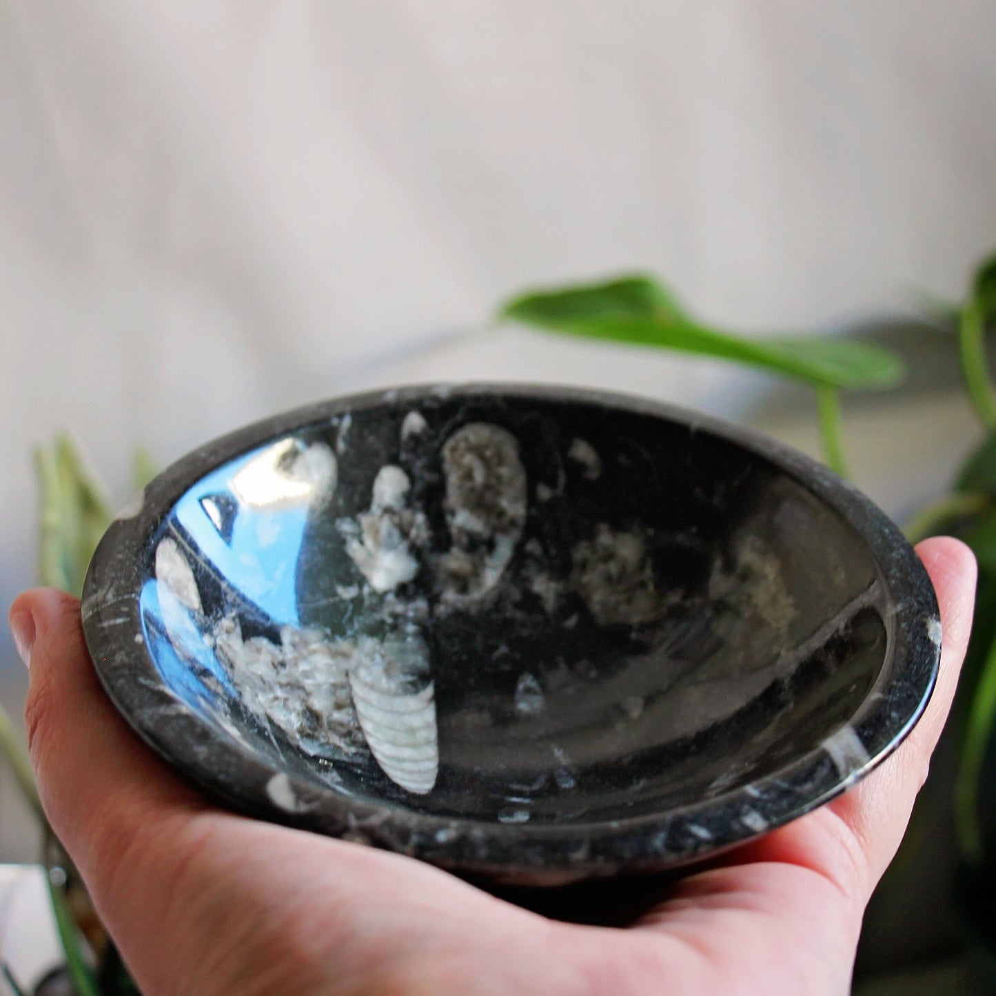 Orthoceras Fossil Trinket Bowl - Altar - Dish - Polished - Gemstone - Crystal - Home Decor - Small