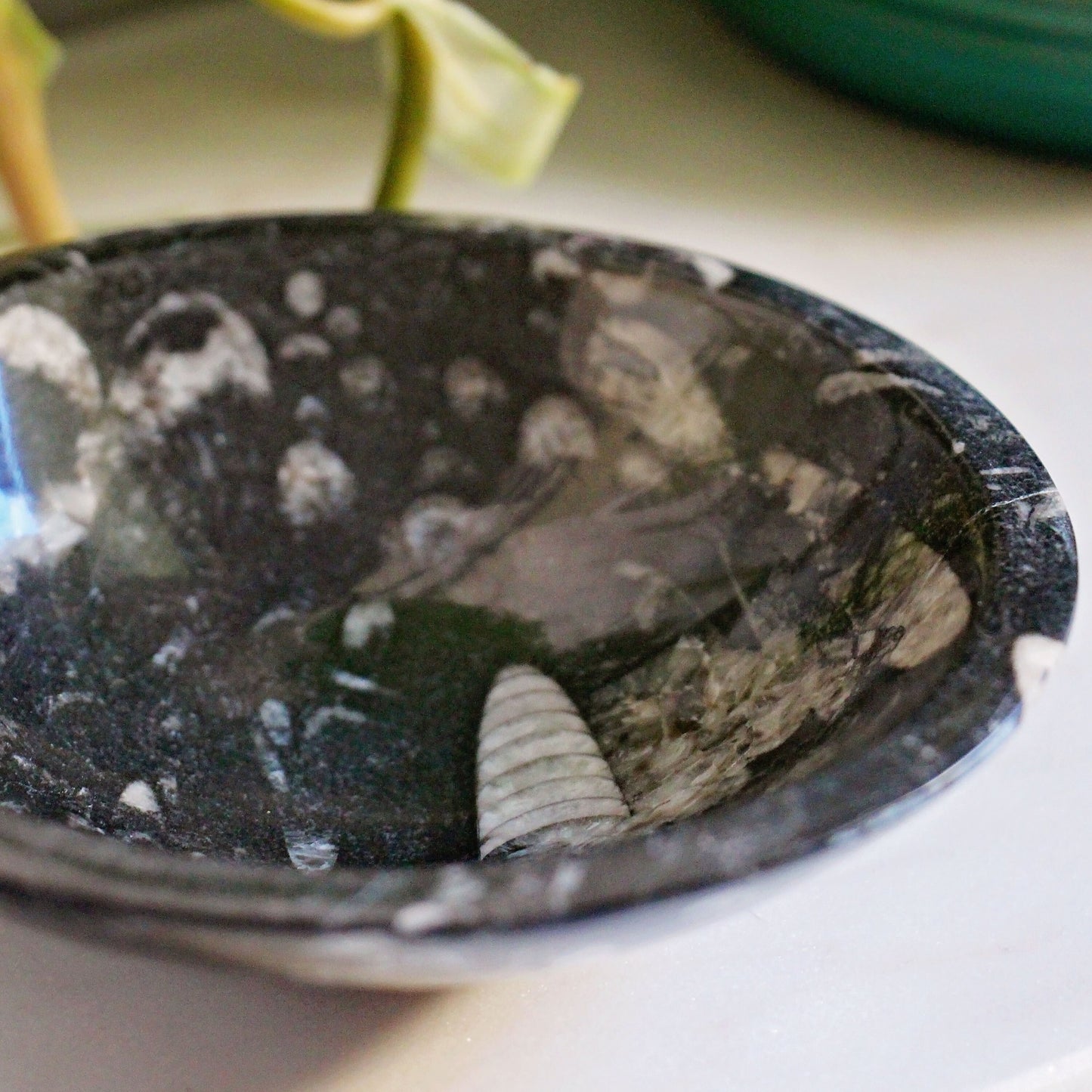Orthoceras Fossil Trinket Bowl - Altar - Dish - Polished - Gemstone - Crystal - Home Decor - Small