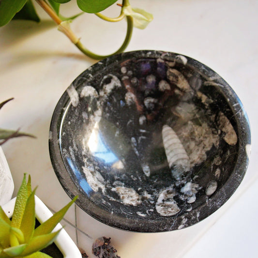 Orthoceras Fossil Trinket Bowl - Altar - Dish - Polished - Gemstone - Crystal - Home Decor - Small