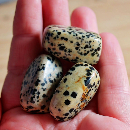 Dalmatian Jasper Tumbles - Polished - Piece - Crystal - Gemstone - Tumbled - Travel - Rock - Home Decor - Spot - Natural