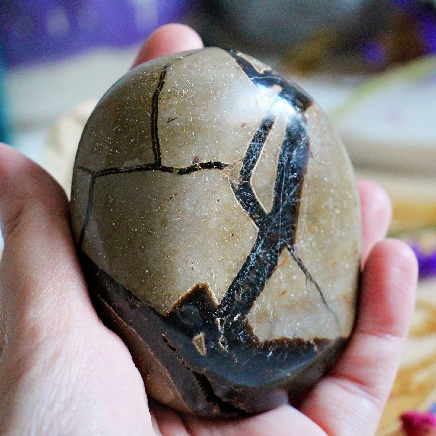Septarian Nodule Dragon Stone - Egg - Geode - Crystal - Gemstone - Fossil