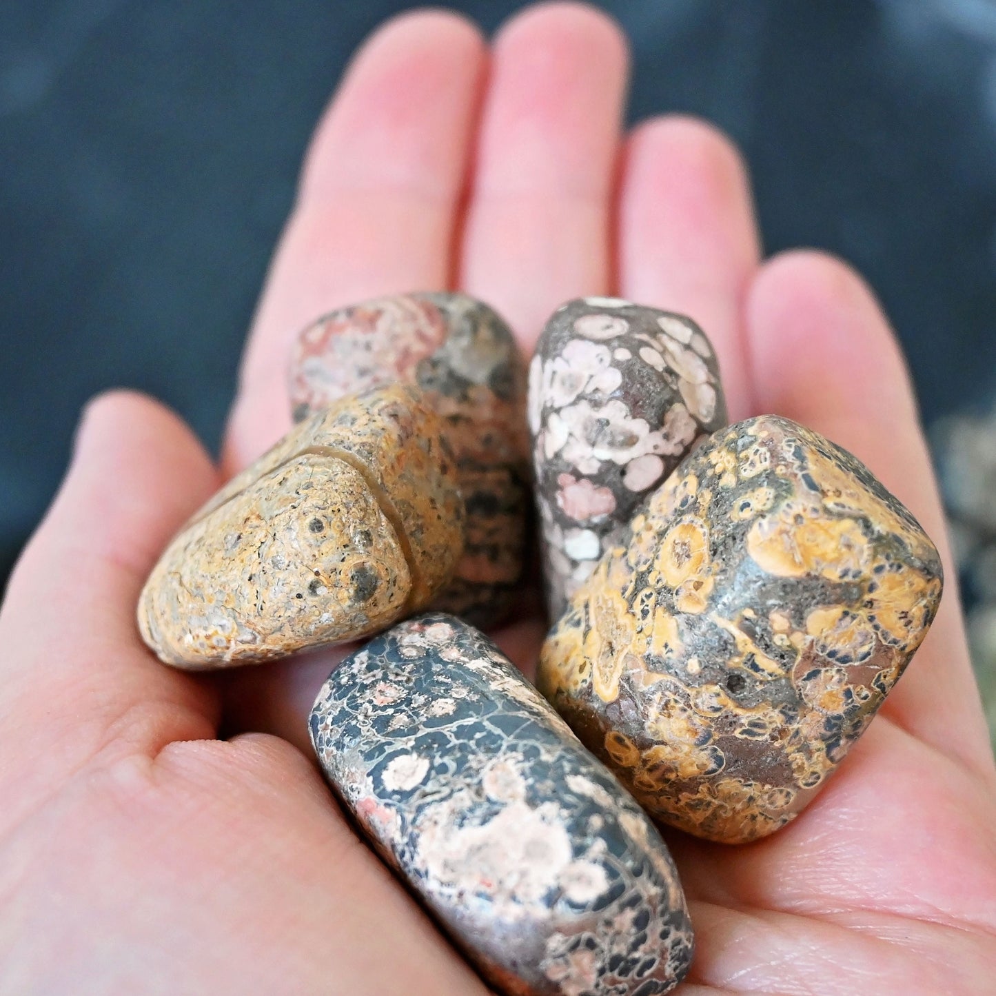 Leopard Jasper Tumbles